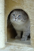 BRITISH SHORTHAIR 012